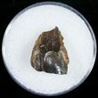 Triceratops Shed Tooth - Montana #10762-1